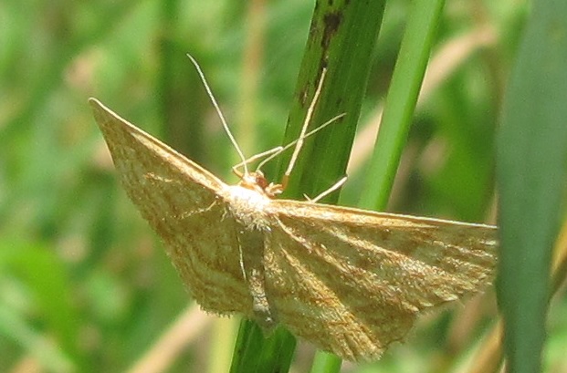 Idaea ochrata, Geometridae